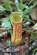 Nepenthes distillatoria op Sri Lanka