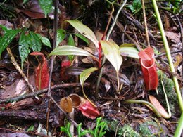 Plikasis ąsotenis (Nepenthes gymnamphora)