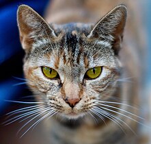 Black tortoiseshell ("tortie") cat