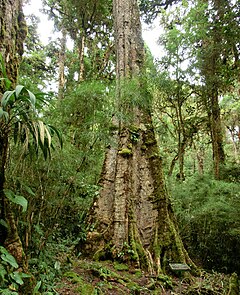 Description de l'image Quercus bumelioides Savegre.jpg.