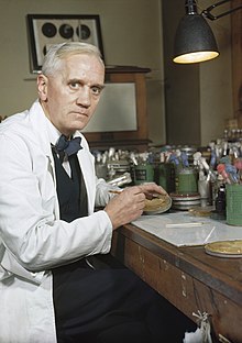 Durant la Seconde Guerre mondiale, Fleming, à l'époque toujours titulaire de la chaire de bactériologie à l'université de Londres, photographié dans son laboratoire de l’hôpital Sainte-Marie de Londres.