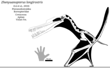 Zhenyuanopterus skeletal.png