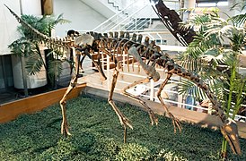 Archaeornithomimus asiaticuksen luuranko kiinalaisessa museossa