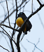 Black-headed Trogon (male?)