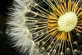 Dandelion Seeds