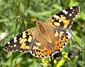 Distelfalter (Vanessa cardui)