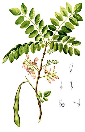 Rusotuonenpuu kuvattuna teoksessa Flora de Filipinas, 1880-luku.