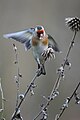 Goldfinch in garden