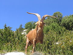 Dans les gorges du Verdon.