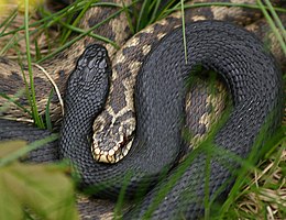 Paprastoji angis (Vipera berus), du spalviniai variantai