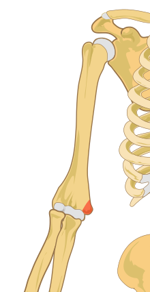 Medial epicondyle of the humerus.svg