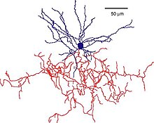 Mouse Chandelier Cell.jpeg