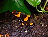 A Lehmann's poison frog