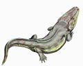 Rhinesuchus whaitsi, of the middle to late Permian of South Africa