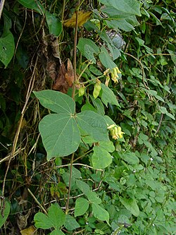 Rhynchosia acuminatifolia