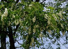 Robinia-pseudoacacia.JPG