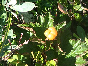 Foliage and fruit in Côte-Nord, Quebec