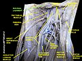 Inguinal ligament