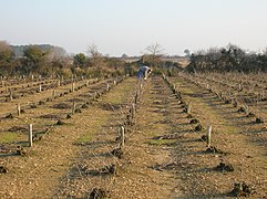 Vigne désherbée