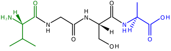 A polypeptide with four amino acids linked together. At the left is the N-terminus, with its amino (H2N) group in green. The blue C-terminus, with its carboxyl group (CO2H) is at the right.