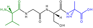 The two ends of a polypeptide are called the N-terminus, or amino end, and the C-terminus, or carboxyl end.[99] This polypeptide has four amino acids linked together. At the left is the N-terminus, with its amino (H2N) group in green. The blue C-terminus, with its carboxyl group (CO2H) is at the right.