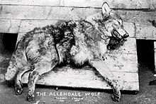 Black and white photograph of a dead wolf with "The Allendale Wolf" written on the bottom