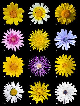 Poster com doze espécies de flores de Asteraceae