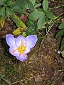 Crocus pulchellus