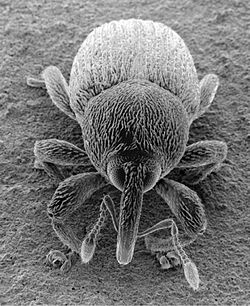 SEM image of Curculionidae