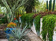 Cacti and succulents display