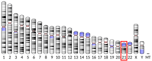 21號染色體