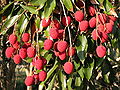 Litchi chinensis