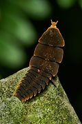 Larva o hembra larviforme