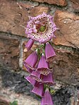 Peloria hos Fingerborgsblomma (Digitalis purpurea).