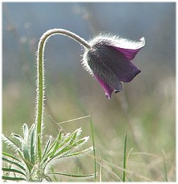 Mezei kökörcsin (Pulsatilla pratensis)