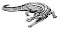 Sarcosuchus