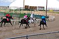 Race met muildieren in Winnemucca