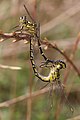 Pair of yellow-striped hunters mating