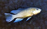 Oreochromis alcalica, sebelumnya dialokasikan ke genus Alcolapia