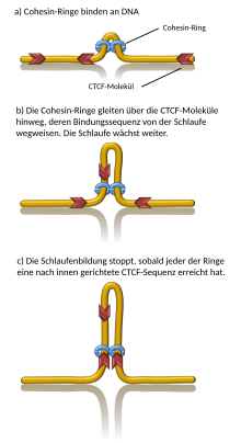 Bildung einer DNA-Schlaufe durch Cohesin.