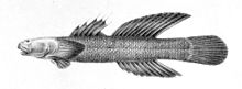 Cotylopus acutipinnis.jpg