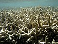 Acropora sp. (Cnidaria, Zoantharia) (Île de La Réunion)