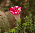 Ipomoea purpurea