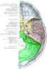 Posterior fossa