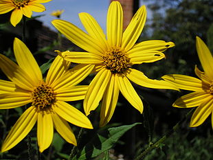 Jordskok (Helianthus tuberosus) Foto: Paul Fenwick