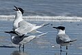 Sandwich terns on the dune, Heligoland