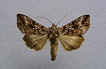 Autographa buraetica – Specimen