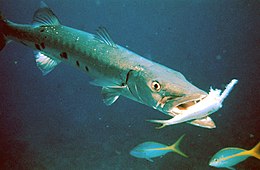 Sphyraena barracuda