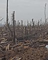 Von Artillerie zerschossener Wald, Niemandsland am Stadtrand von Bachmut