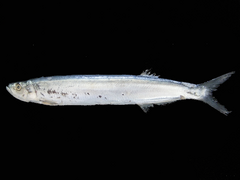 Chirocentrus dorab (Chirocentridae)